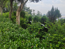 鱼洞巴乐堂治丧悼念